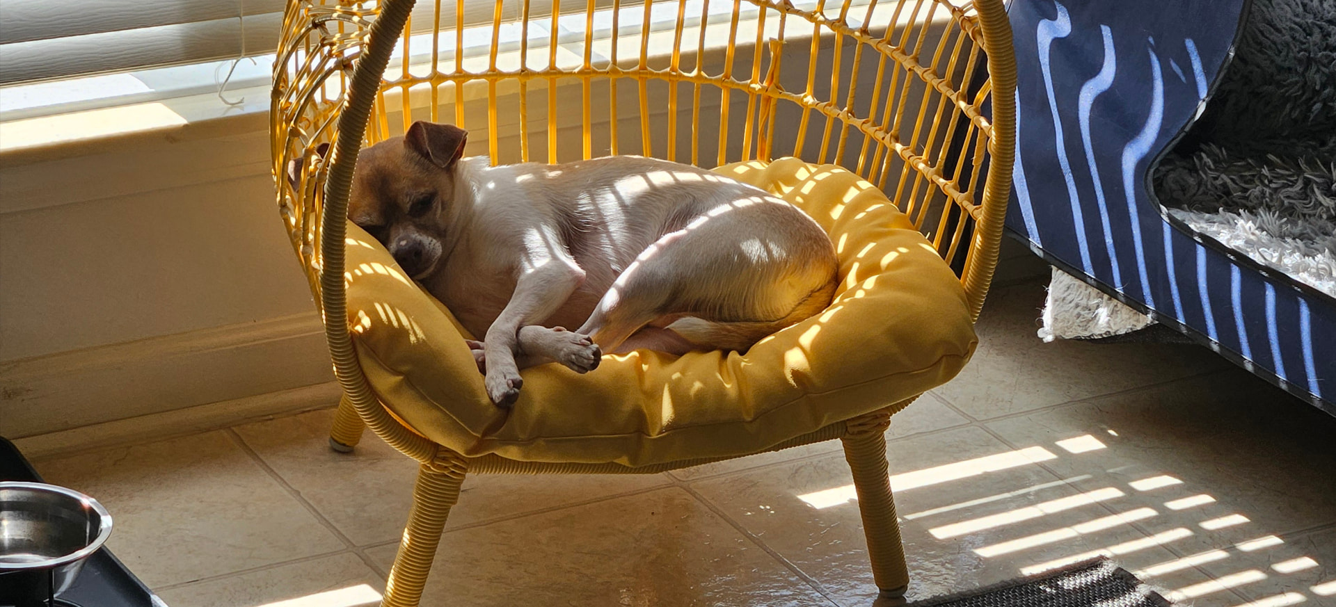 Small dog sleeping peacefully on a cushioned chair in a sunny spot