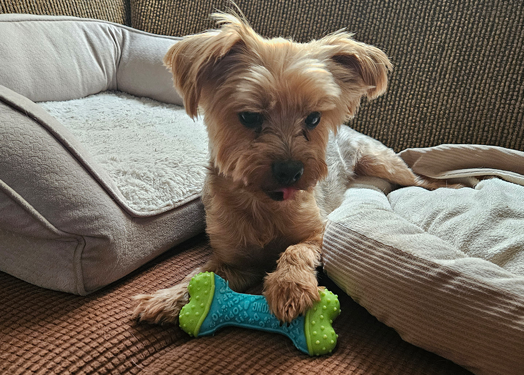 Yorkie resting on the couch with a bone chew toy