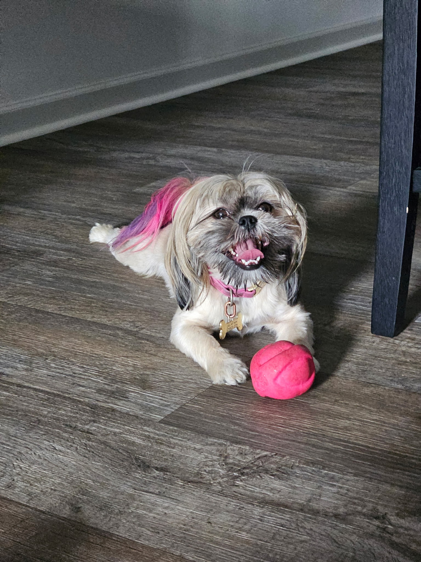 Shih tzu with pink hair lying next to a pink ball